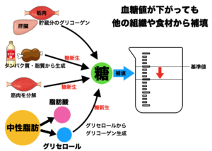 糖新生